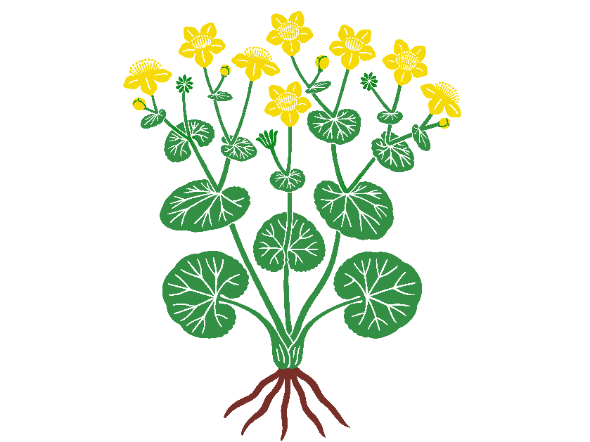 Zdjęcie główne  - Knieć błotna