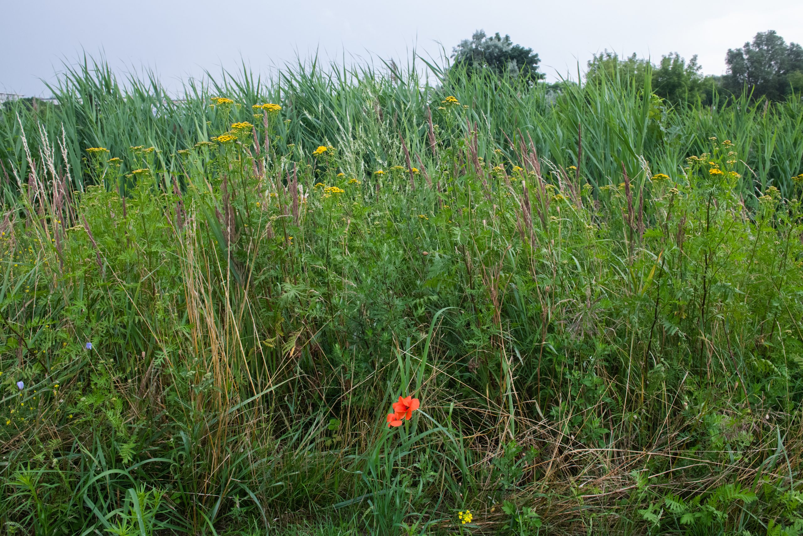 Zdjęcie główne  - Roślinna konkurencja