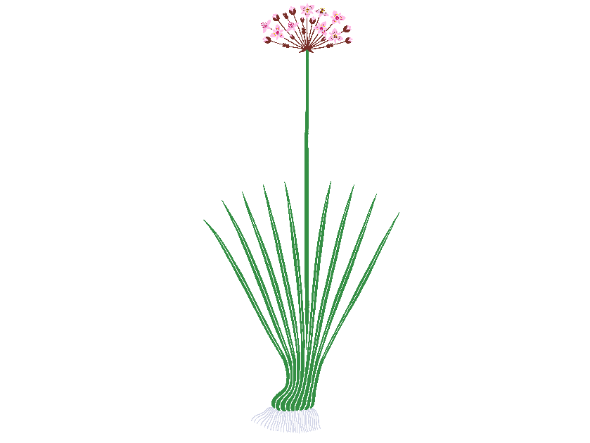 Zdjęcie główne  - Łączeń baldaszkowy