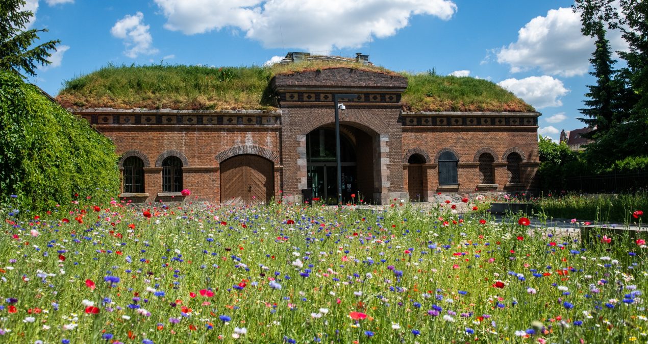 Łąka kwietna przed budynkiem Galerii Śluza